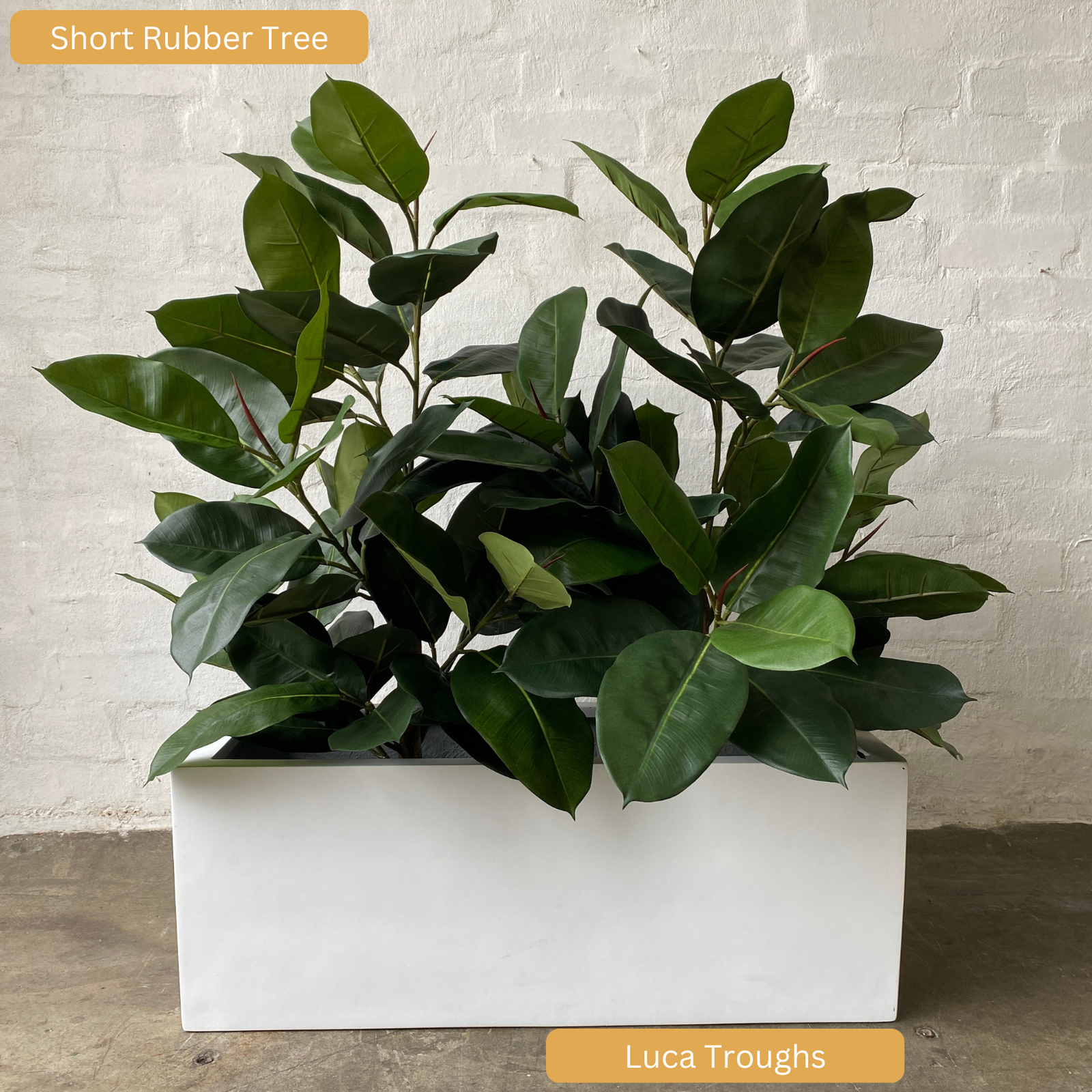 Artificial Rubber Tree | Short