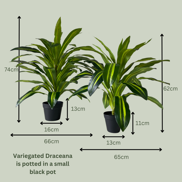 Artificial Variegated Dracaena