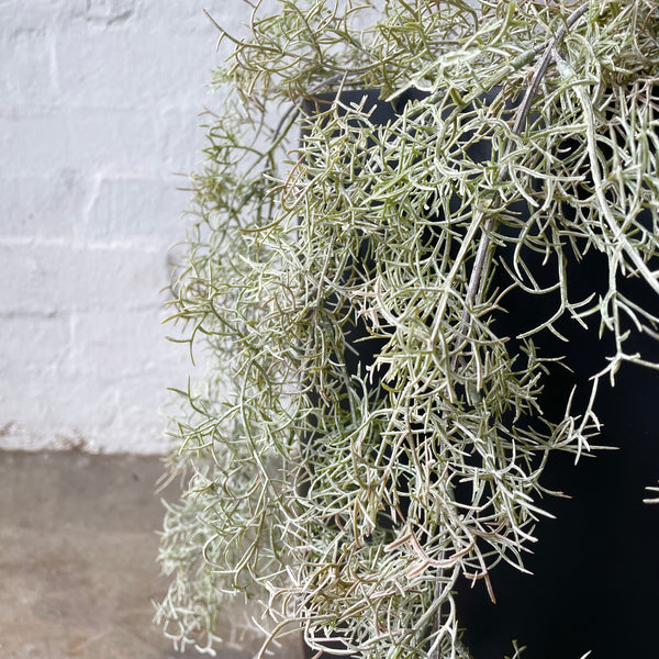 Artificial Spanish Moss