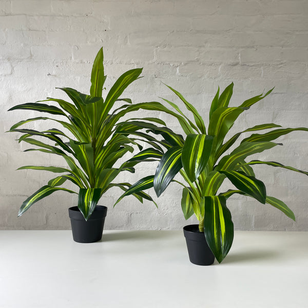 Artificial Variegated Dracaena