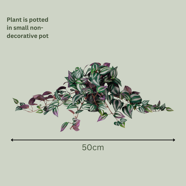 Artificial Wandering Dude Plant | Purple