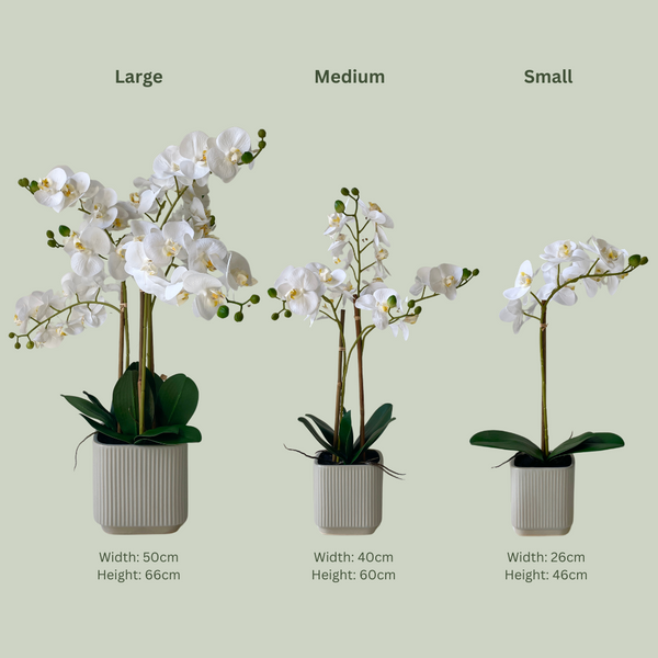 Artificial White Orchid | Ceramic