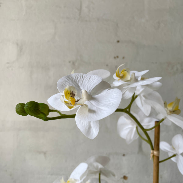 Artificial White Orchid | Glass