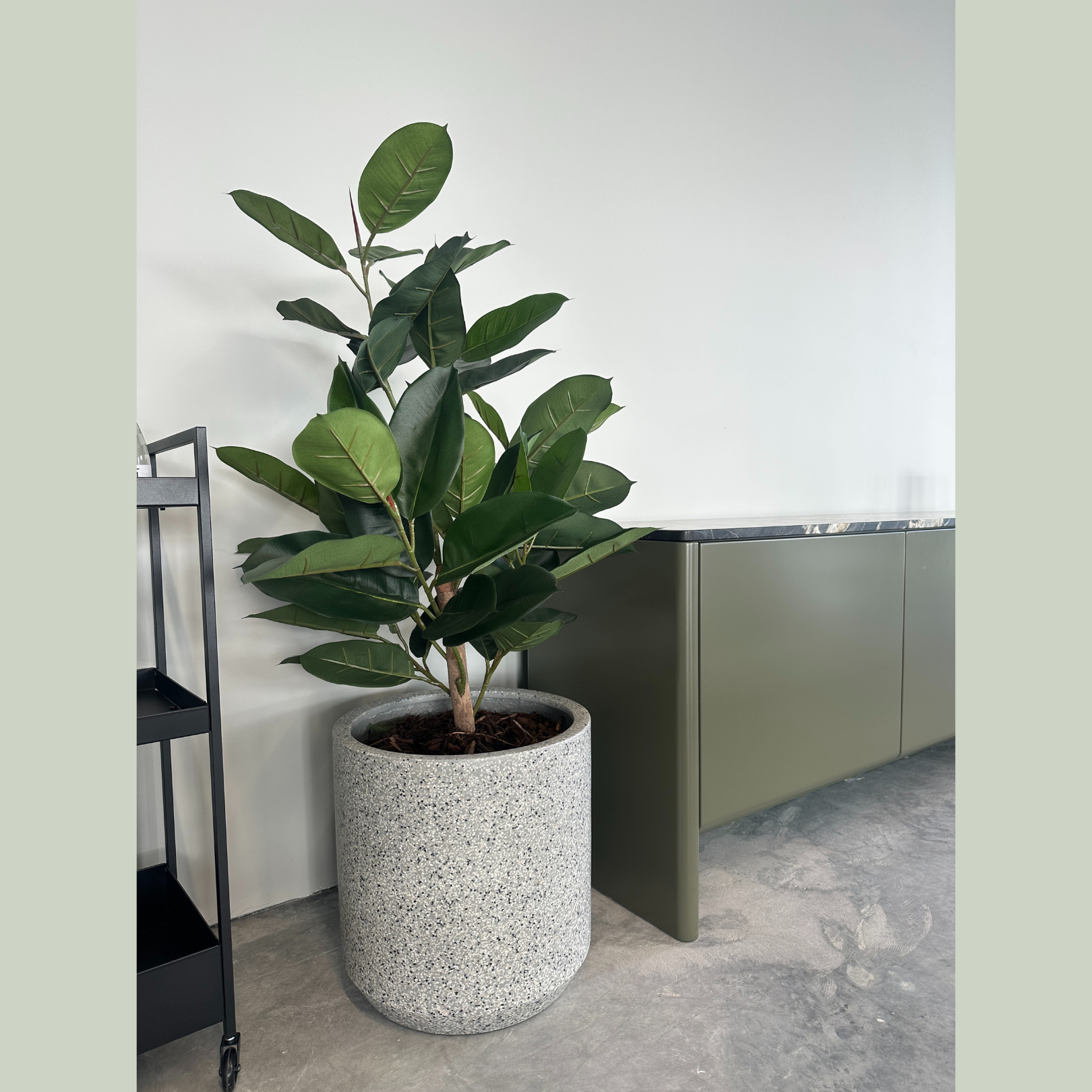 silver rubber tree Artificial Short Rubber Tree