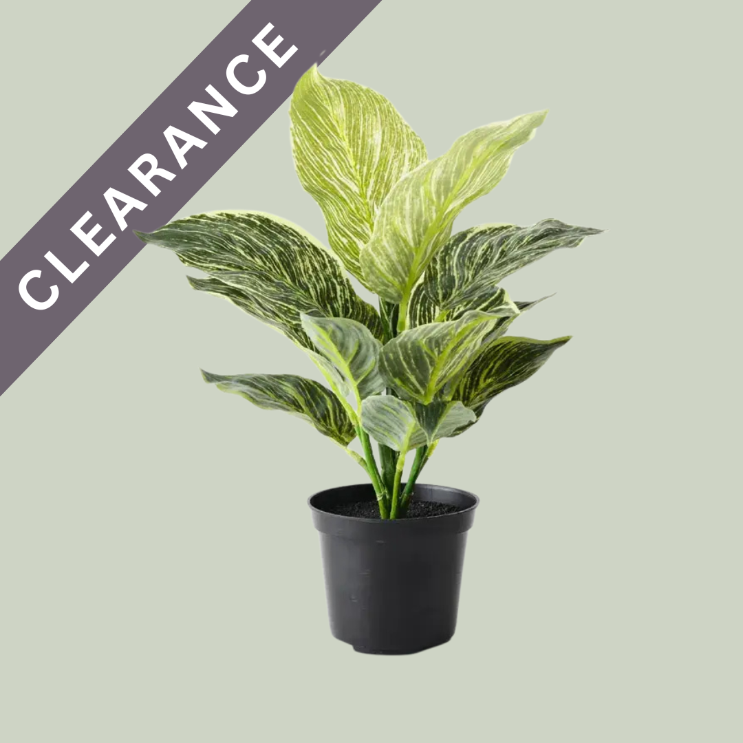 Artificial Small Dieffenbachia Plant