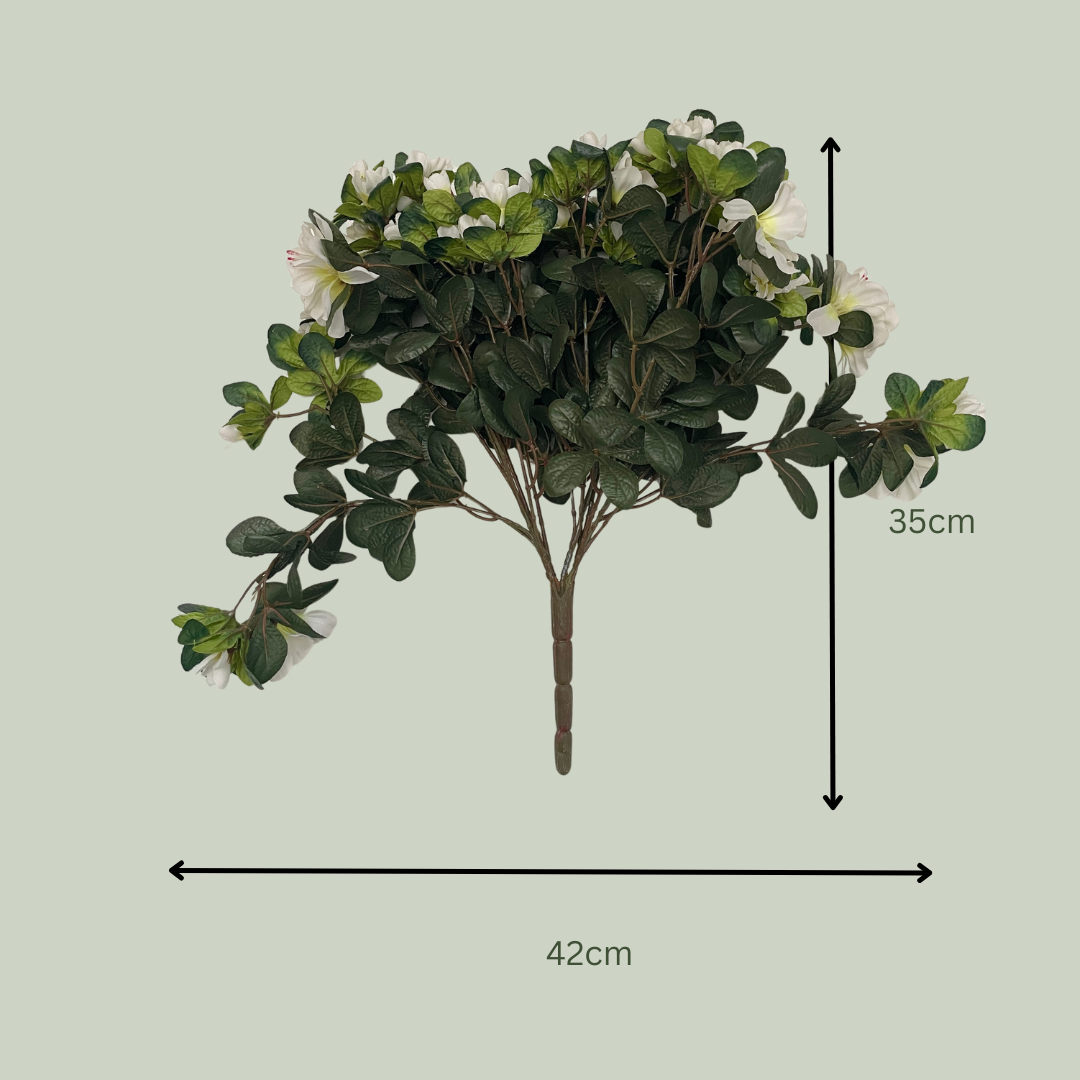 White Azalea Plants
