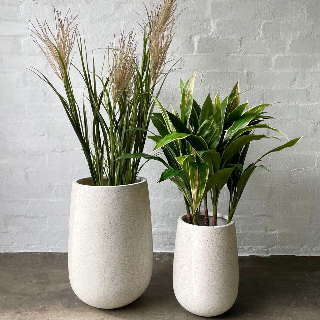 honey pot plant Honey Pot