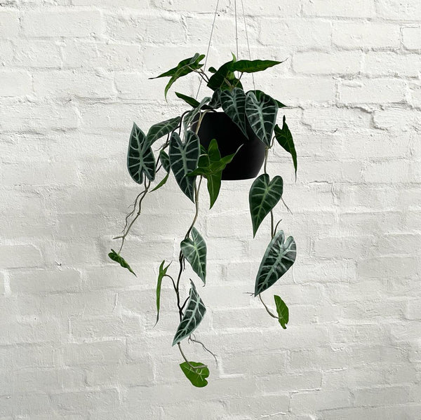 Artificial Alocasia Bambino Hanging Plant