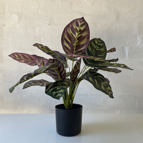 Artificial Calathea | Small