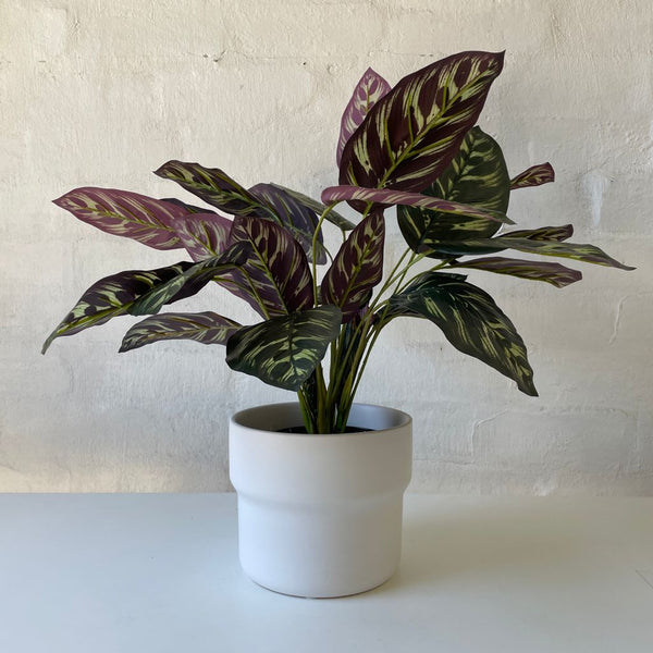 Artificial Calathea | Small