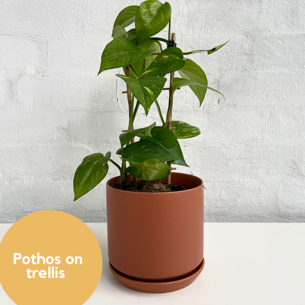 Live Plants Fresh Plants Delivered The Plants Project