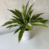 Artificial Cordyline Plant | Light Pink | Small