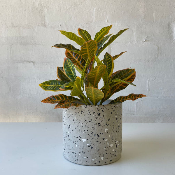 Artificial Croton Plant | Small