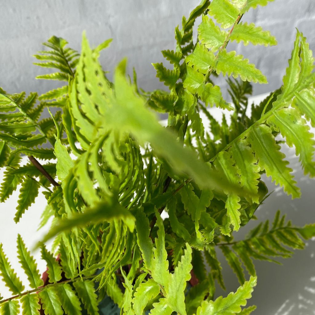 Artificial Feather Bush | Outdoor Plant