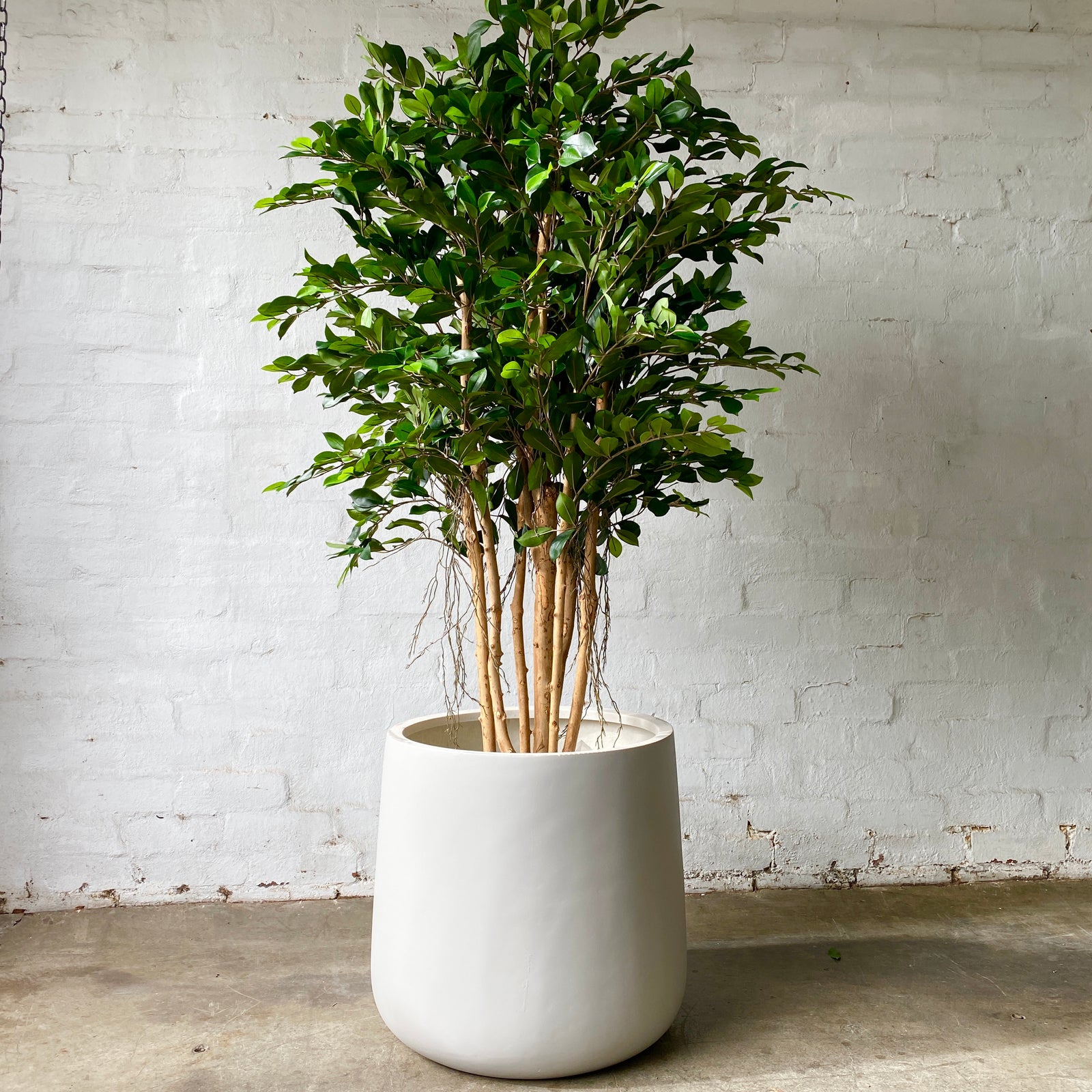 Artificial Ficus Tree
