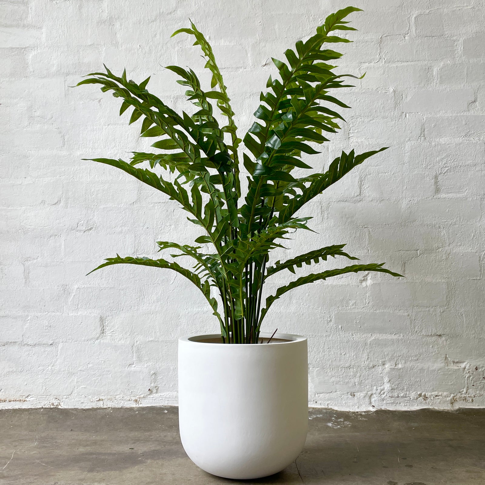 Artificial Hare's Foot Fern