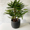 Artificial Raphis Palm Tree | Short