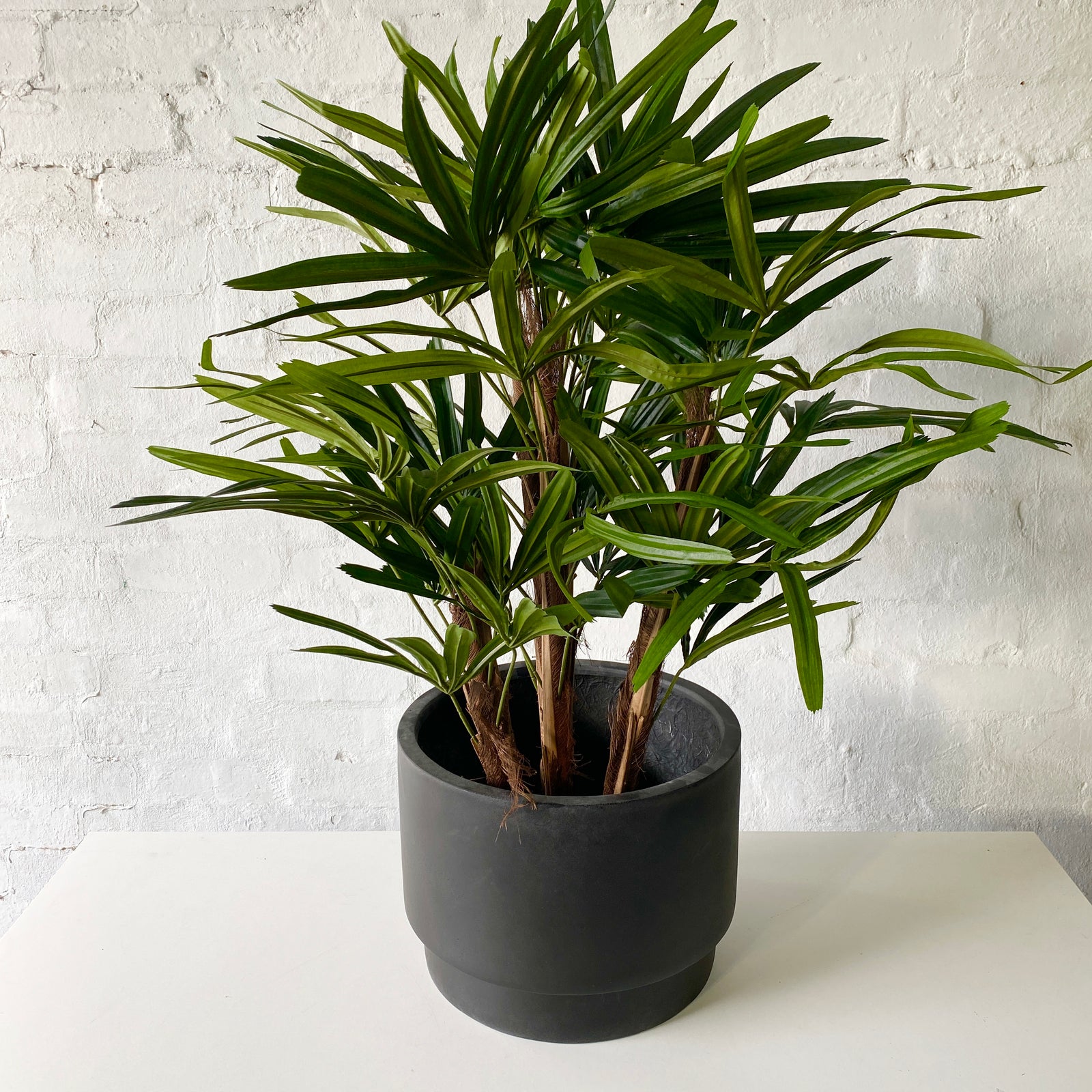 Artificial Raphis Palm Tree | Short