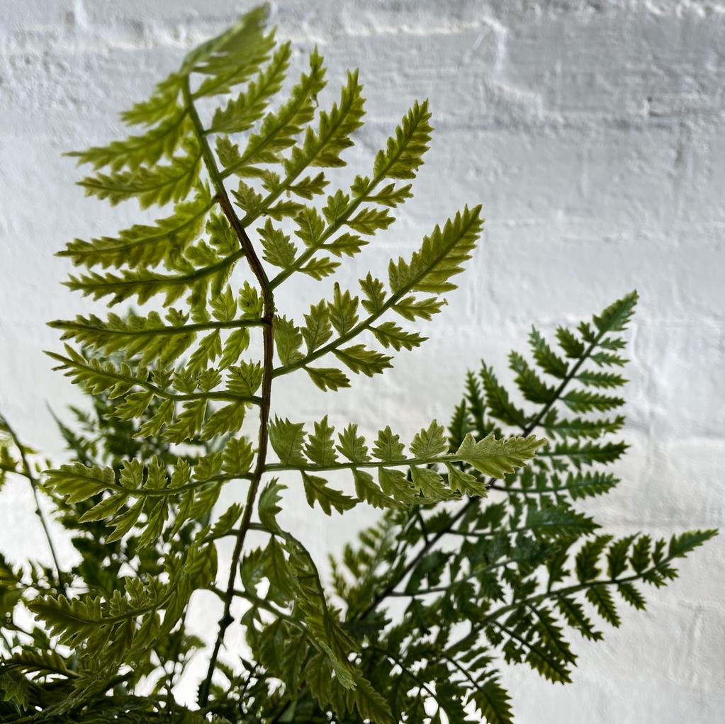 Artificial Royal Fern | Outdoor Plant
