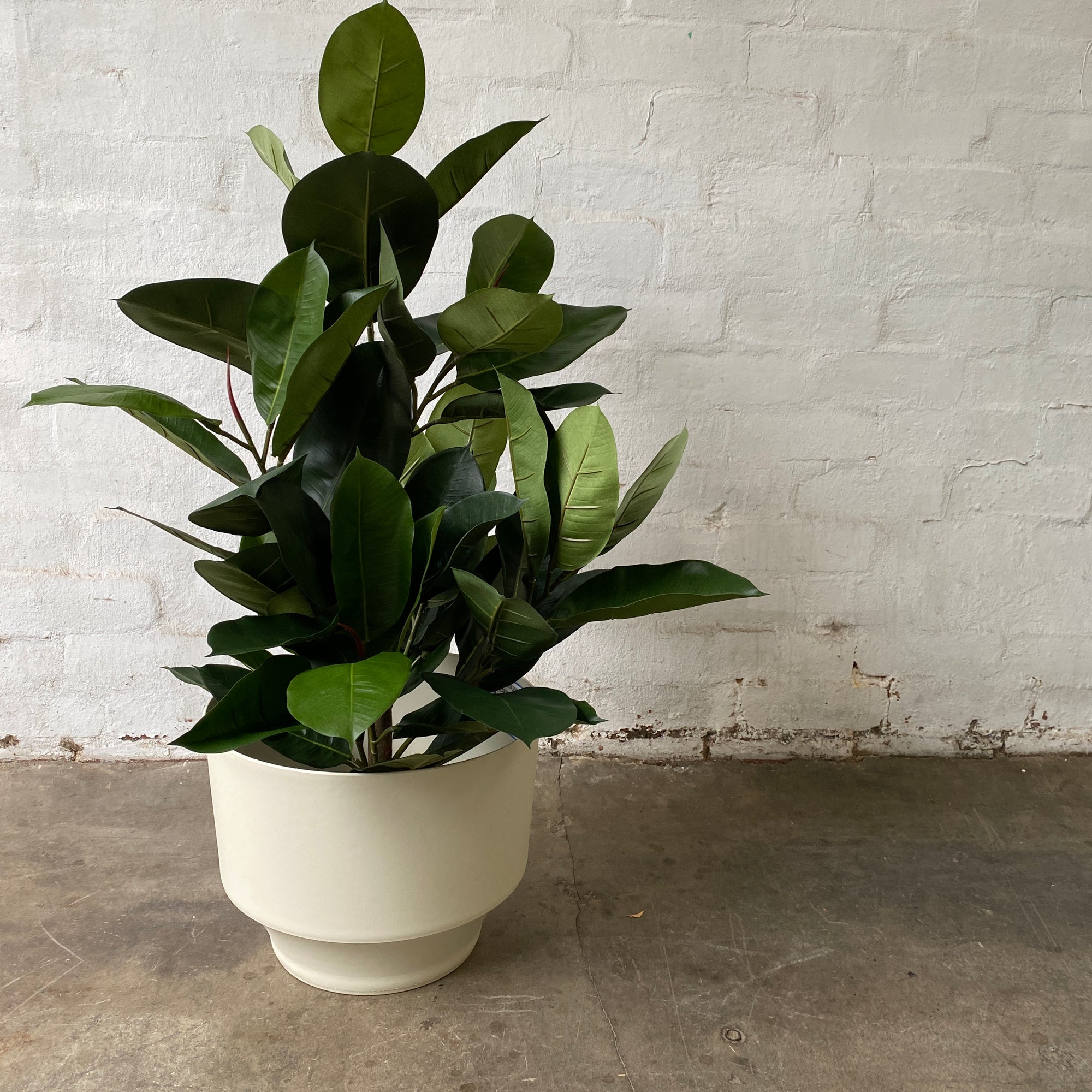 Artificial Rubber Tree | Short
