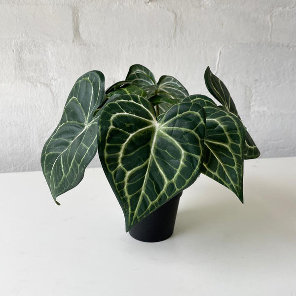 Artificial Syngonium Plant