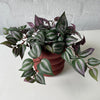 Artificial Wandering Dude Plant | Purple