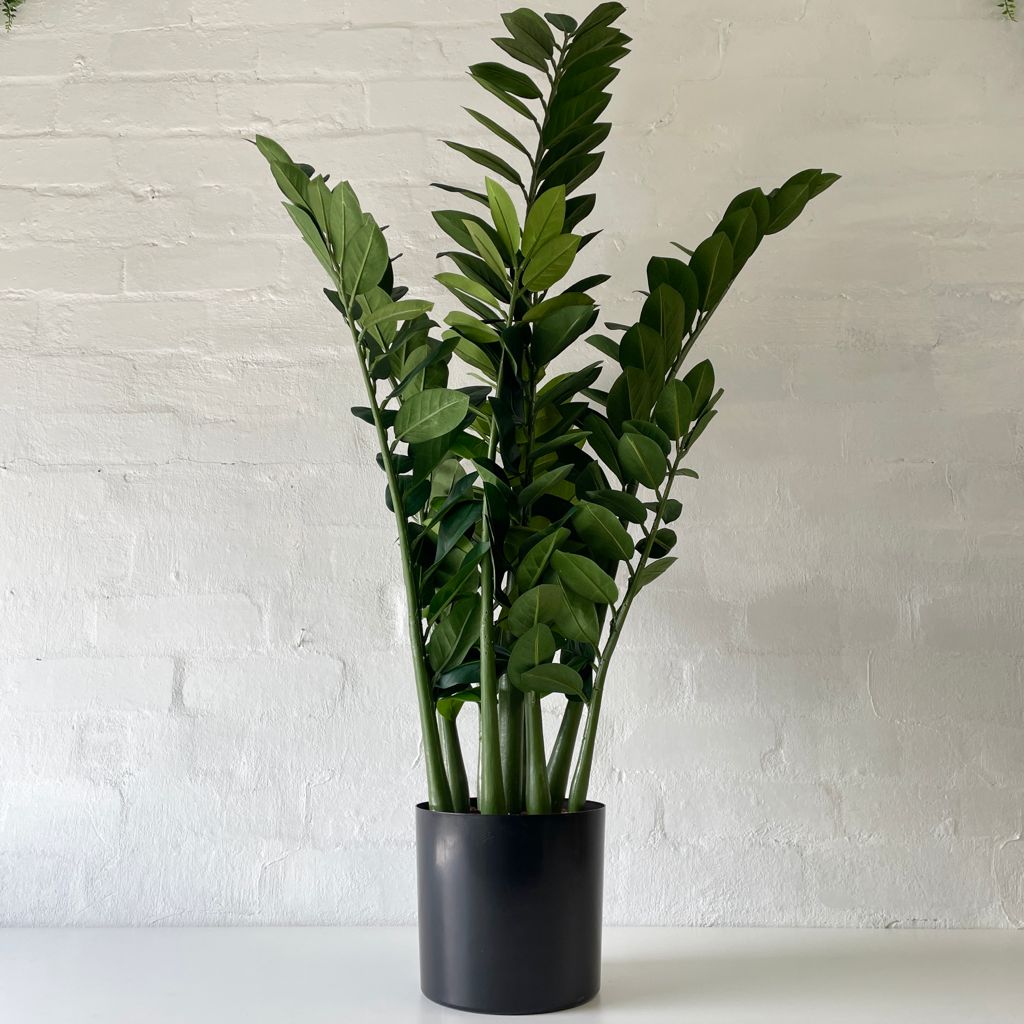 Potted Artificial Zanzibar Plant