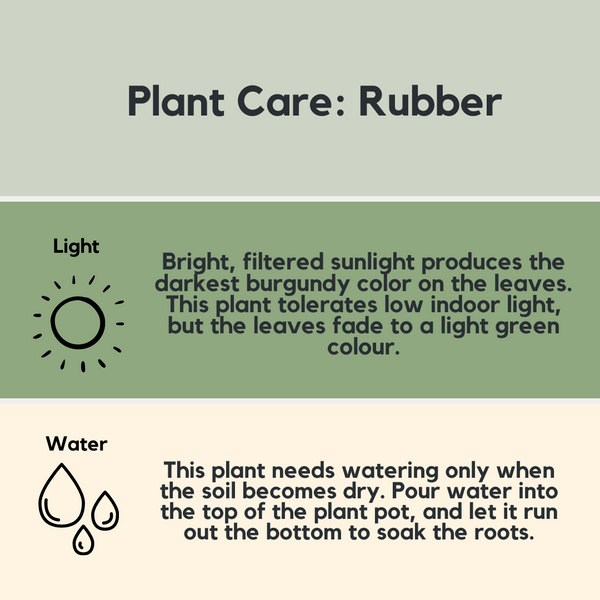 Live Plants Fresh Plants Delivered The Plants Project